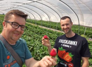 Rajska Truskawka – jak Grzegorz Kasprzak znalazł swoją drogę do sukcesu w uprawie truskawek
