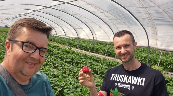 Rajska Truskawka – jak Grzegorz Kasprzak znalazł swoją drogę do sukcesu w uprawie truskawek