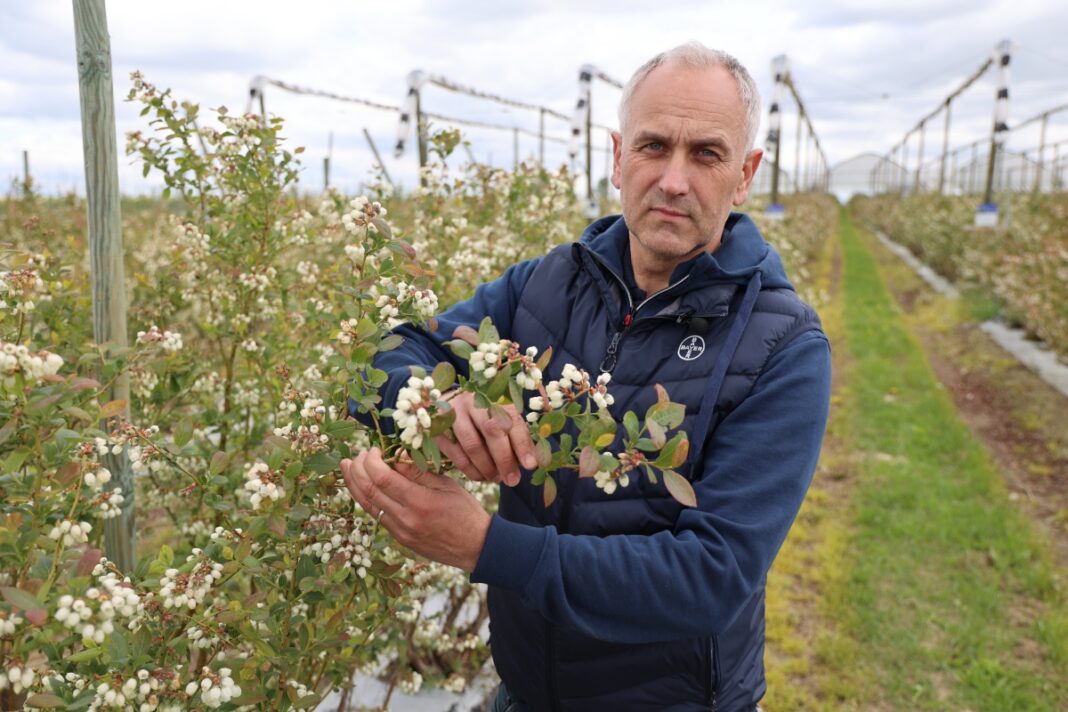 Choroby borówki tomasz Gasparski