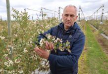 Strategie zwalczania chorób i szkodników w uprawach borówki Choroby borówki tomasz Gasparski