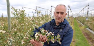 Strategie zwalczania chorób i szkodników w uprawach borówki Choroby borówki tomasz Gasparski