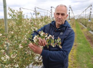 Strategie zwalczania chorób i szkodników w uprawach borówki Choroby borówki tomasz Gasparski