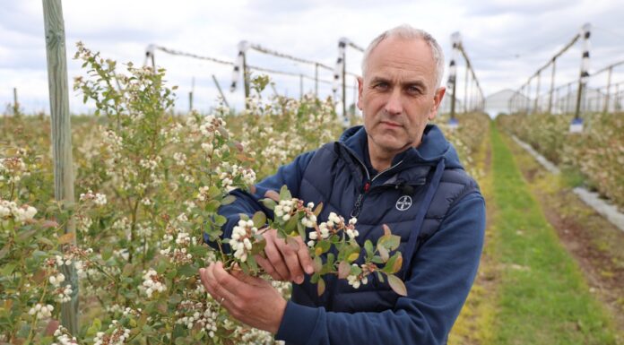 Strategie zwalczania chorób i szkodników w uprawach borówki Choroby borówki tomasz Gasparski