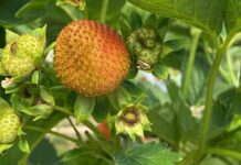 Wciornastek na plantacjach truskawek – narastający problem (monitoring plantacji, 27.05.2025 r)