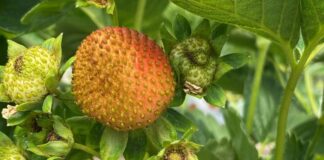 Wciornastek na plantacjach truskawek – narastający problem (monitoring plantacji, 27.05.2025 r)