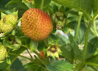 Wciornastek na plantacjach truskawek – narastający problem (monitoring plantacji, 27.05.2025 r)