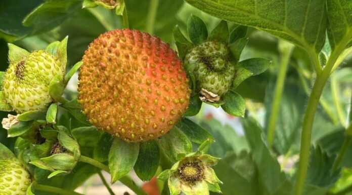 Wciornastek na plantacjach truskawek – narastający problem (monitoring plantacji, 27.05.2025 r)