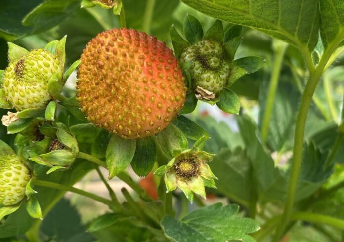 WhatsApp Image 2025-05-26 at 10.02.08