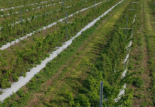 Nawożenie malin – trendy i doświadczenia z pola polowa uprawa malin i nawożenie