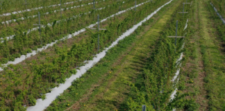 Nawożenie malin – trendy i doświadczenia z pola polowa uprawa malin i nawożenie