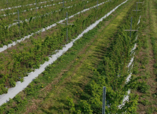 Nawożenie malin – trendy i doświadczenia z pola polowa uprawa malin i nawożenie