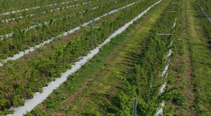 Nawożenie malin – trendy i doświadczenia z pola polowa uprawa malin i nawożenie