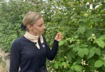 Nawożenie malin w okresie zawiązywania owoców – praktyczne zalecenia dla producentów