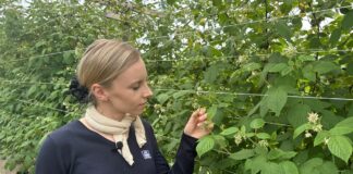 Nawożenie malin w okresie zawiązywania owoców – praktyczne zalecenia dla producentów