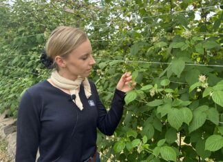 Nawożenie malin w okresie zawiązywania owoców – praktyczne zalecenia dla producentów