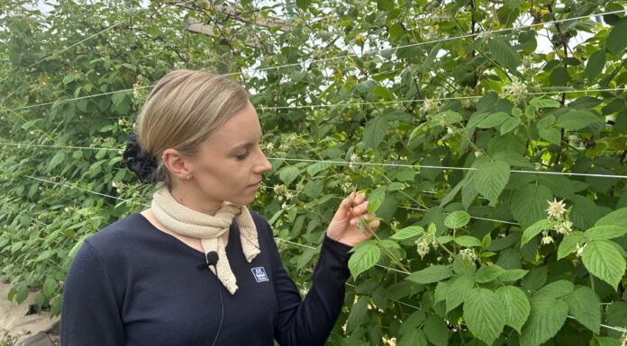 Nawożenie malin w okresie zawiązywania owoców – praktyczne zalecenia dla producentów