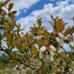 walka z przymrozkami