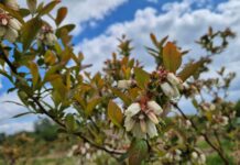 Borówkowe Eldorado? W tym roku to raczej borówkowa ruletka walka z przymrozkami
