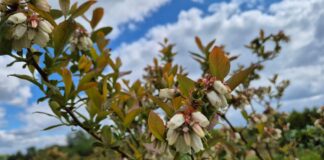 Borówkowe Eldorado? W tym roku to raczej borówkowa ruletka walka z przymrozkami