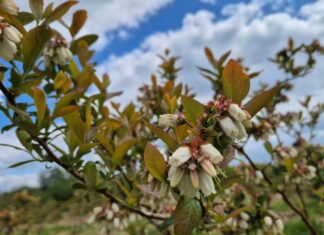 Borówkowe Eldorado? W tym roku to raczej borówkowa ruletka walka z przymrozkami
