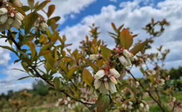 Pierwszy krok by zabezpieczyć plantację przed przymrozkami walka z przymrozkami