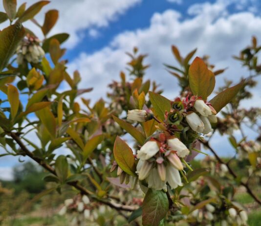 Pierwszy krok by zabezpieczyć plantację przed przymrozkami walka z przymrozkami
