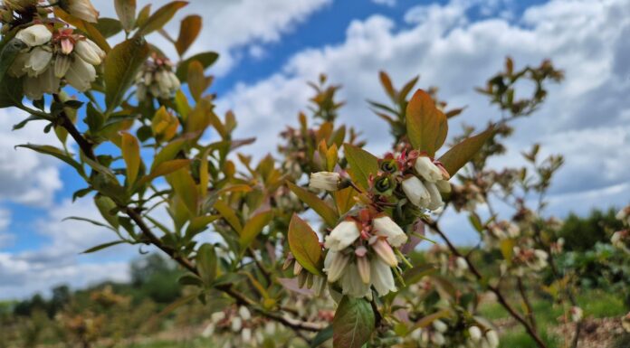Borówkowe Eldorado? W tym roku to raczej borówkowa ruletka walka z przymrozkami