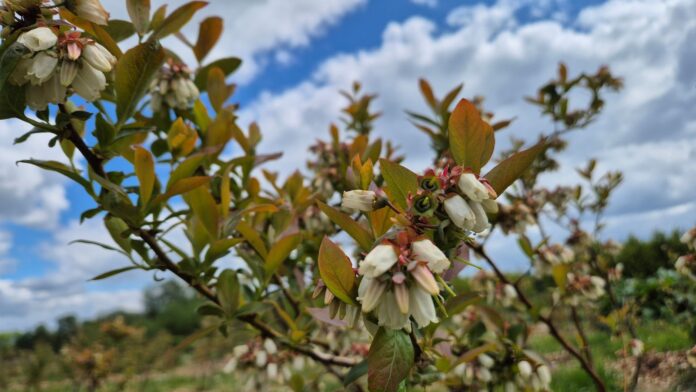bor_przymrozki_2025 walka z przymrozkami