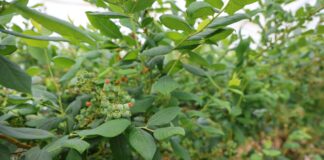 Jak zwiększyć wielkość i jakość borówek? Poznaj Biimore – nowy biostymulator wzrostu borówka wzrost zawiązków i owoców