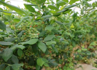 Jak zwiększyć wielkość i jakość borówek? Poznaj Biimore – nowy biostymulator wzrostu borówka wzrost zawiązków i owoców