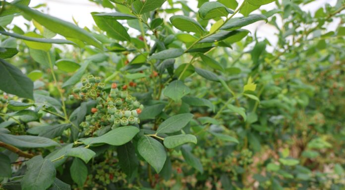 Jak zwiększyć wielkość i jakość borówek? Poznaj Biimore – nowy biostymulator wzrostu borówka wzrost zawiązków i owoców