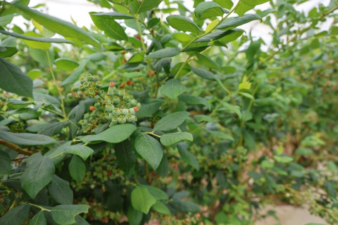 borowka_biimore borówka wzrost zawiązków i owoców