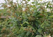 Fungicyd do biologicznej ochrony borówki w tunelu i na polu: nowe możliwości i praktyczne rekomendacje