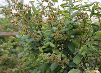 Fungicyd do biologicznej ochrony borówki w tunelu i na polu: nowe możliwości i praktyczne rekomendacje