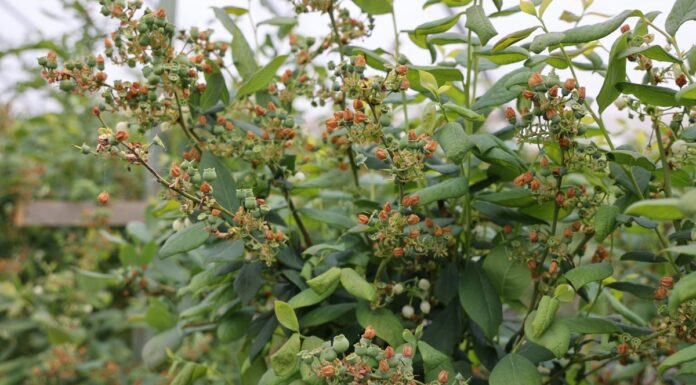 Fungicyd do biologicznej ochrony borówki w tunelu i na polu: nowe możliwości i praktyczne rekomendacje