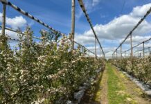 Nowe podejście do uprawy borówek z naturą w tle
