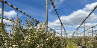 Nowe podejście do uprawy borówek z naturą w tle