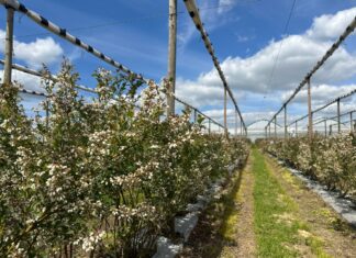 Nowe podejście do uprawy borówek z naturą w tle
