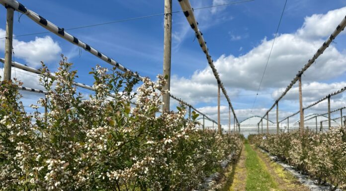 Nowe podejście do uprawy borówek z naturą w tle