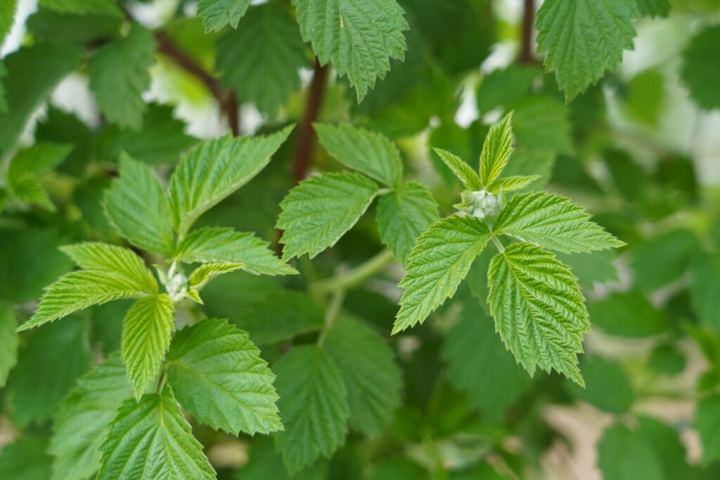 Fot. 1. ‘Glen Carron’ - widoczne zamknięte kwiatostany, BBCH 53 (29.04.2025.)