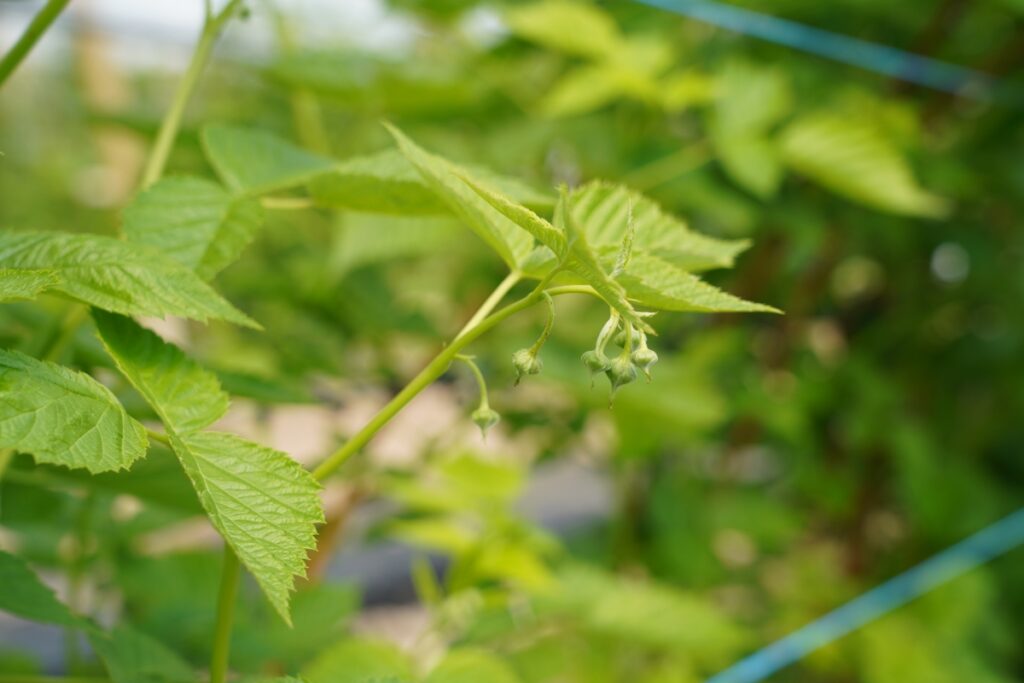 Fot. 2. ‘Rosalita’ prowadzona na zbiór letni - pąki w kwiatostanie skierowane do dołu, BBCH
57 (29.04.2025.)
