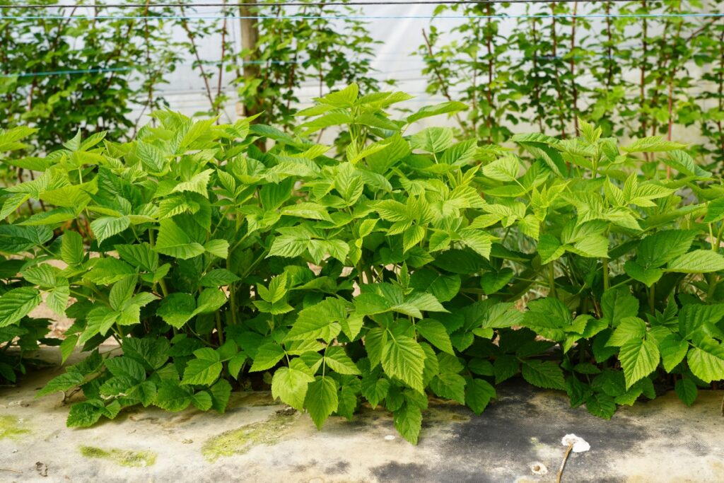 Fot. 3. ‘Majestic’ prowadzona na zbiór jesienny – pędy osiągają około 20% typowej
wysokości, BBCH 32 (29.04.2024.)