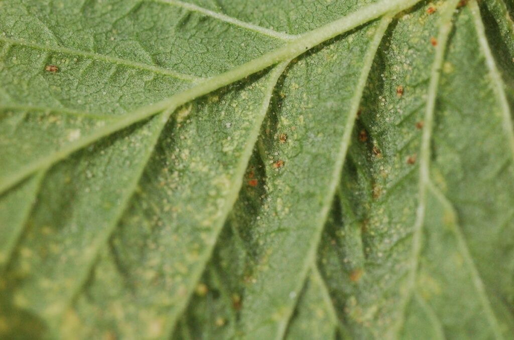 Fot. 4. Osobniki dorosłe i jaja przędziorka chmielowca na liściach maliny w uprawie tunelowej