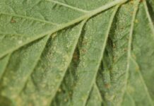 Maliny w tunelach – choroby i szkodniki (monitoring plantacji, 29.04.2025 r.) Fot. 4. Osobniki dorosłe i jaja przędziorka chmielowca na liściach maliny w uprawie tunelowej