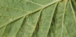 Maliny w tunelach – choroby i szkodniki (monitoring plantacji, 29.04.2025 r.) Fot. 4. Osobniki dorosłe i jaja przędziorka chmielowca na liściach maliny w uprawie tunelowej