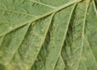 Maliny w tunelach – choroby i szkodniki (monitoring plantacji, 29.04.2025 r.) Fot. 4. Osobniki dorosłe i jaja przędziorka chmielowca na liściach maliny w uprawie tunelowej