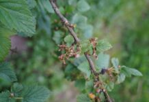 Porzeczka czarna i czerwona w fazie wrostu owoców (monitoring plantacji, 23.05.2025)