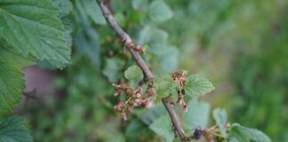 Porzeczka czarna i czerwona w fazie wrostu owoców (monitoring plantacji, 23.05.2025)