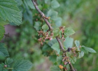 Porzeczka czarna i czerwona w fazie wrostu owoców (monitoring plantacji, 23.05.2025)