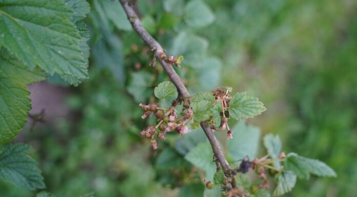Porzeczka czarna i czerwona w fazie wrostu owoców (monitoring plantacji, 23.05.2025)